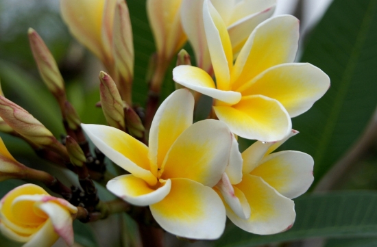 鸡蛋花图片附介绍：相册的图片免费下载