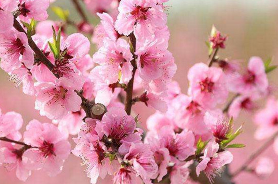 桃花属于什么花