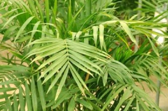 夏威夷椰子的病虫害预防和治疗，霜霉病需增光消毒药剂喷洒