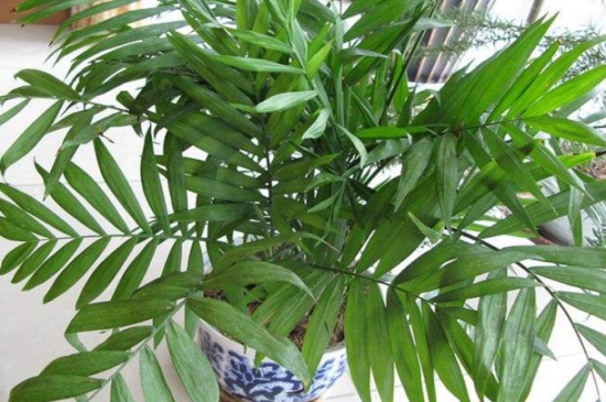 夏威夷椰子和散尾葵的区别，4大外形特征区分两者