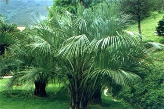 富贵椰子的养殖办法及留意事项