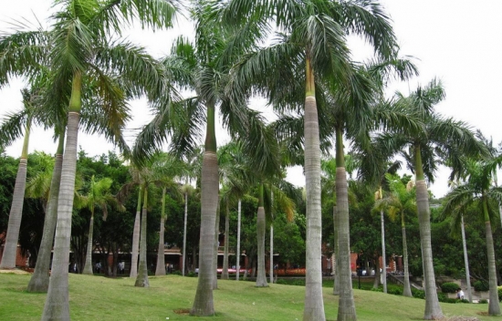 大王椰子的资料