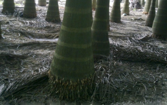 大王椰子的资料