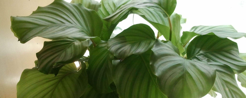 青苹果植物如何养