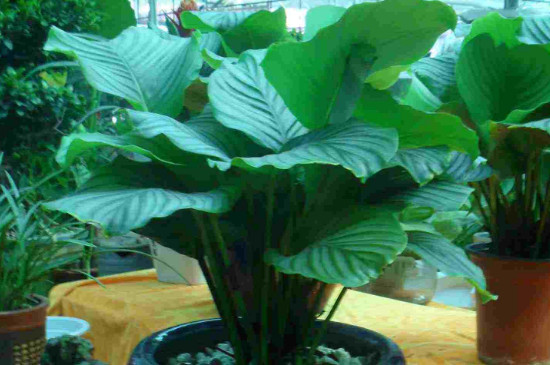 青苹果植物如何养