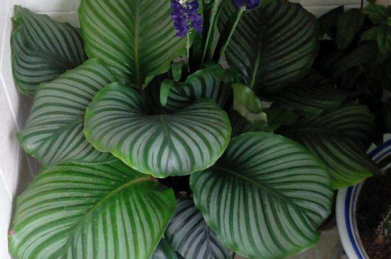 青苹果植物如何养