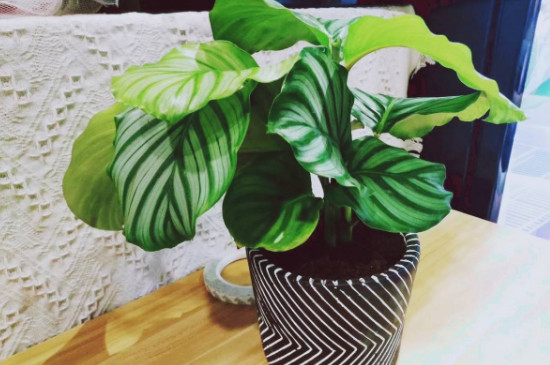 青苹果植物如何养