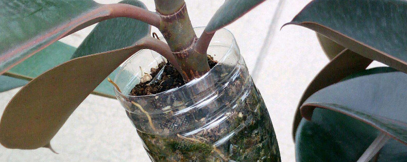 橡皮树春季能扦插吗