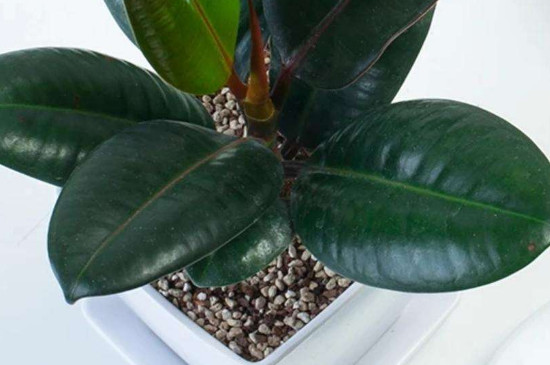 橡皮树春季能扦插吗