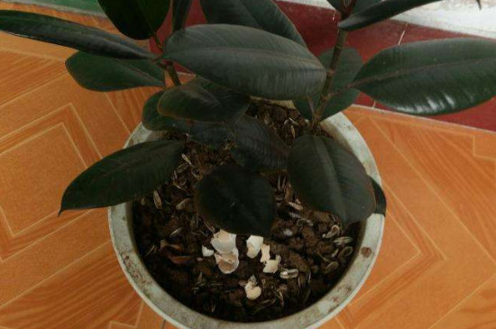 橡皮树春季能扦插吗