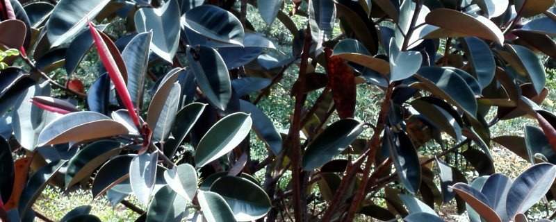 橡皮树冬季扦插办法