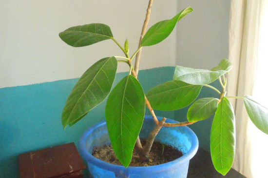 橡皮树冬季扦插办法