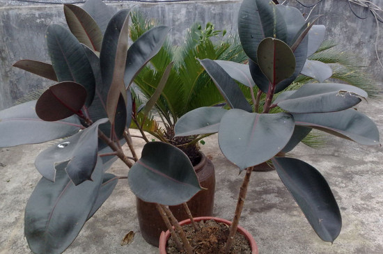 橡皮树冬季扦插办法