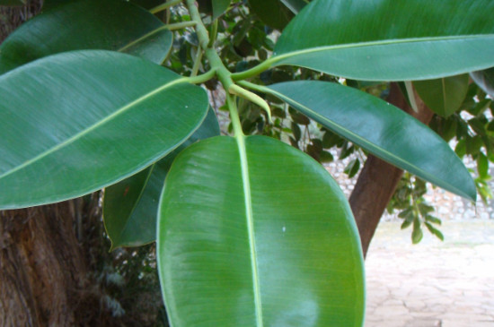 橡皮树冬季扦插办法