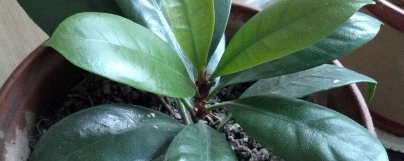 橡皮树秋季换盆能成活吗