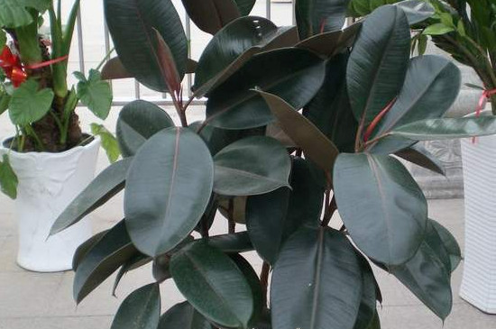 橡皮树秋季换盆能成活吗