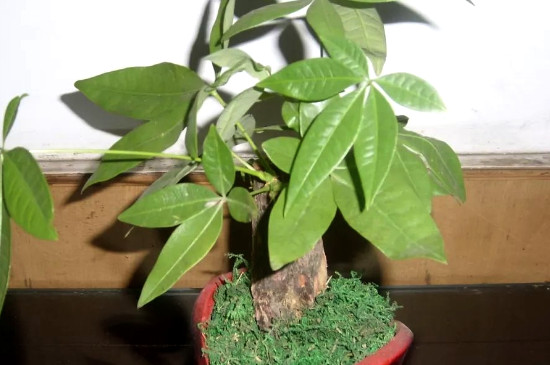 发财树如何移栽