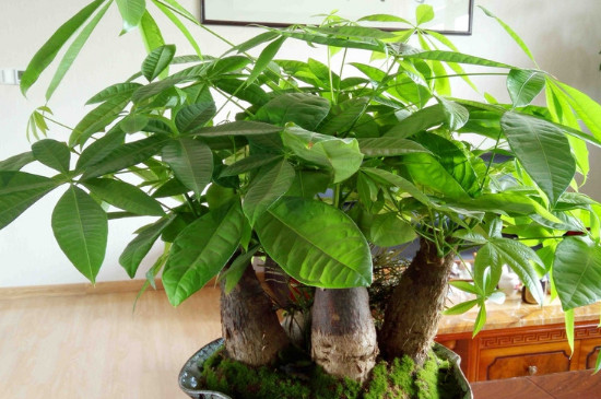 发财树如何移栽