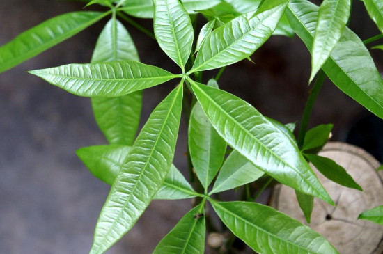 发财树如何移栽