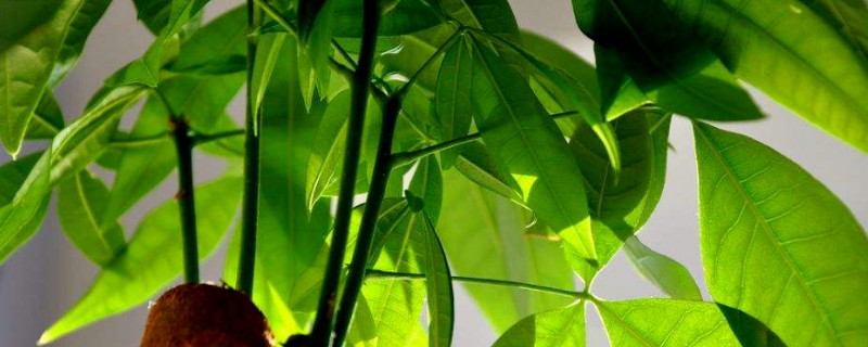 网上买的裸根发财树如何上盆