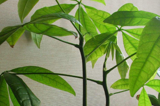 网上买的裸根发财树如何上盆