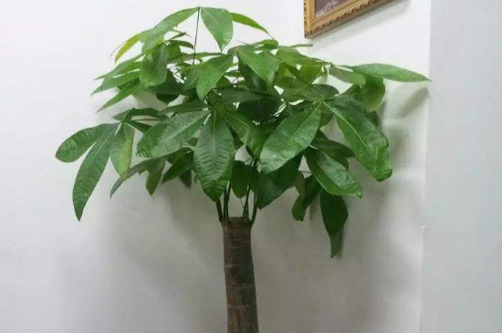 网上买的裸根发财树如何上盆