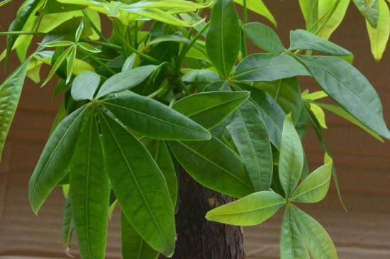 网上买的裸根发财树如何上盆