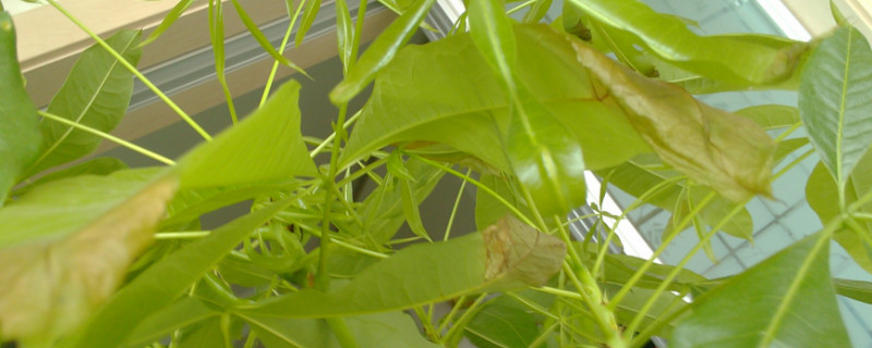 发财树夏季能晒太阳吗