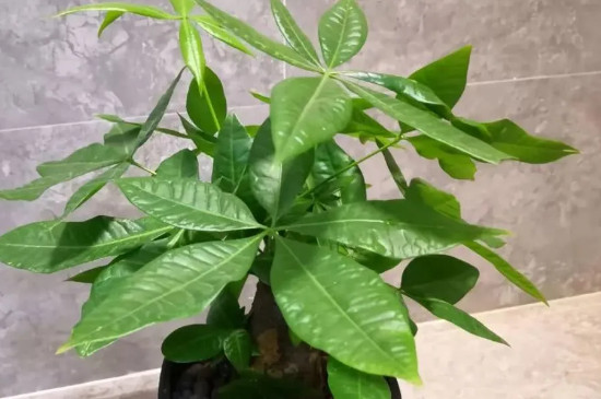 发财树夏季能晒太阳吗