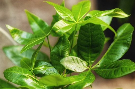 发财树夏季能晒太阳吗