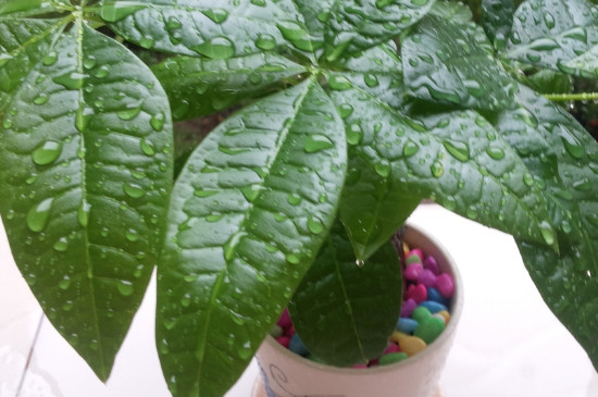 发财树夏季能晒太阳吗