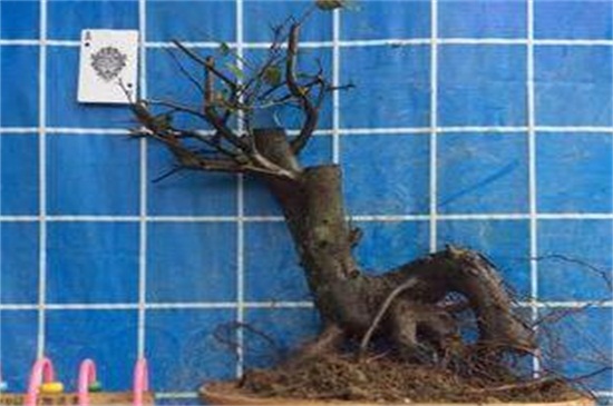 农村可以做盆景的树桩，4种树桩适合做盆景(附制作办法)