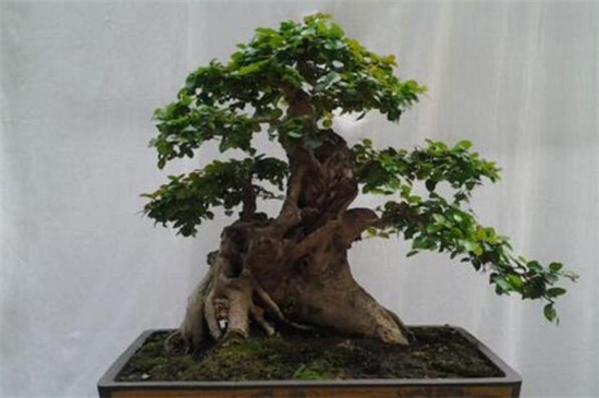 农村可以做盆景的树桩，4种树桩适合做盆景(附制作办法)