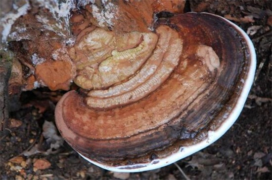 农村可以做盆景的树桩，4种树桩适合做盆景(附制作办法)