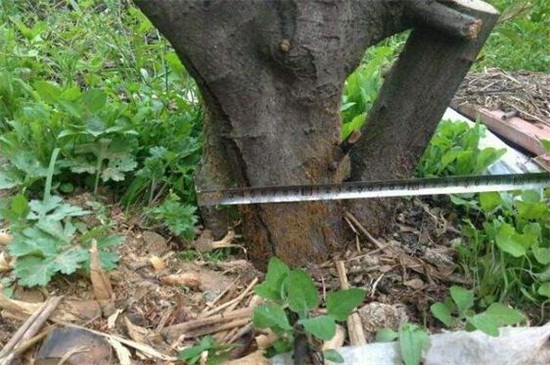 农村可以做盆景的树桩，4种树桩适合做盆景(附制作办法)