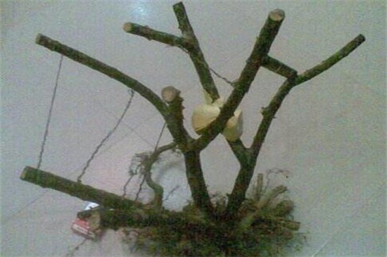 农村可以做盆景的树桩，4种树桩适合做盆景(附制作办法)