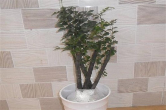 农村可以做盆景的树桩，4种树桩适合做盆景(附制作办法)