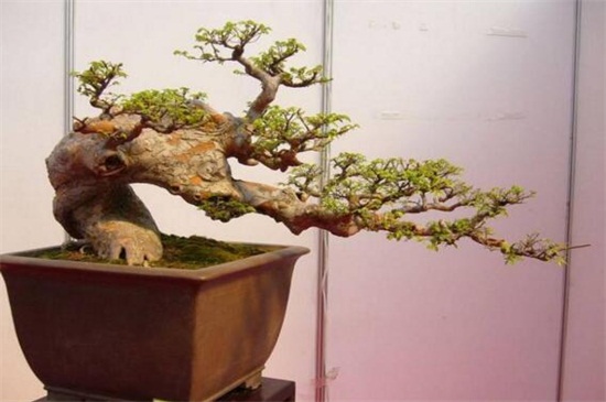 农村可以做盆景的树桩，4种树桩适合做盆景(附制作办法)