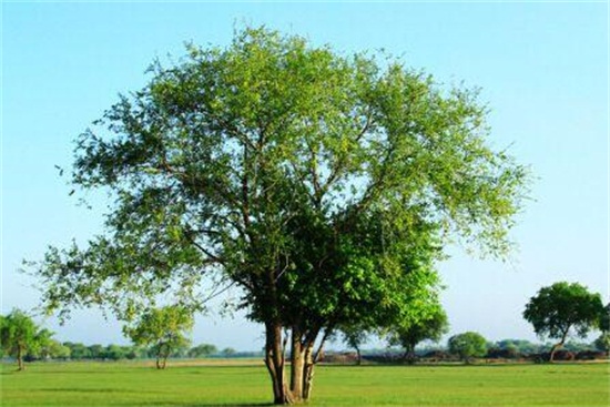 榆树的花语和传说，代表着富裕和榆木疙瘩