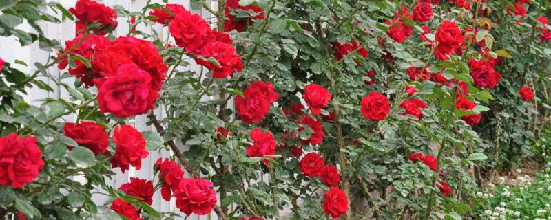 藤本月季如何过冬