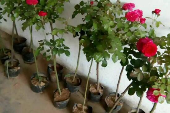 藤本月季如何过冬