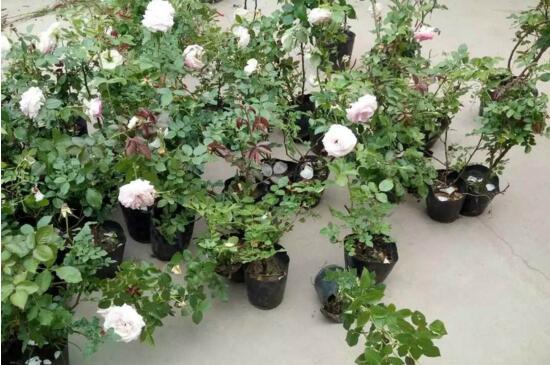 藤本月季如何过冬