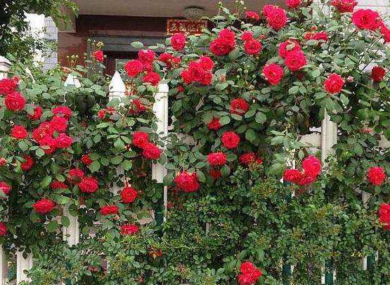 藤本月季如何养,4种养殖办法让藤本月季爬满墙
