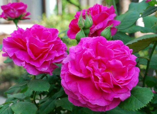 藤本月季如何养,4种养殖办法让藤本月季爬满墙