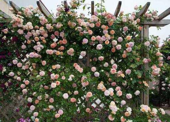 藤本月季如何养,4种养殖办法让藤本月季爬满墙