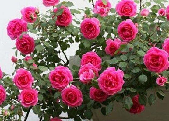 藤本月季如何养,4种养殖办法让藤本月季爬满墙