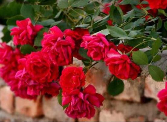 藤本月季如何养,4种养殖办法让藤本月季爬满墙