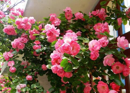 藤本月季如何养,4种养殖办法让藤本月季爬满墙