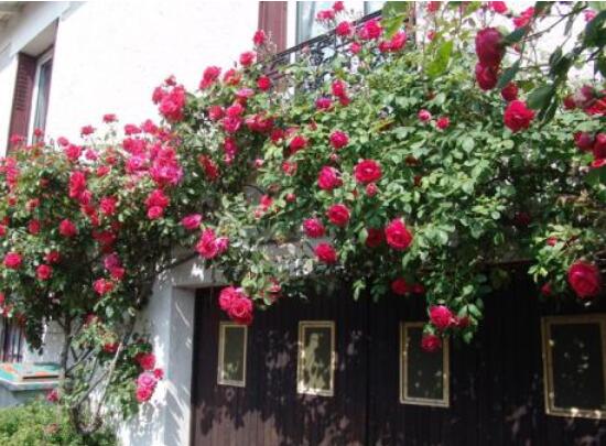 藤本月季如何养,4种养殖办法让藤本月季爬满墙