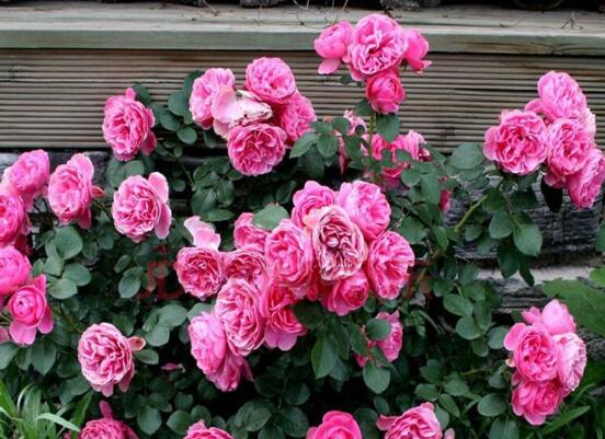 藤本月季如何养,4种养殖办法让藤本月季爬满墙